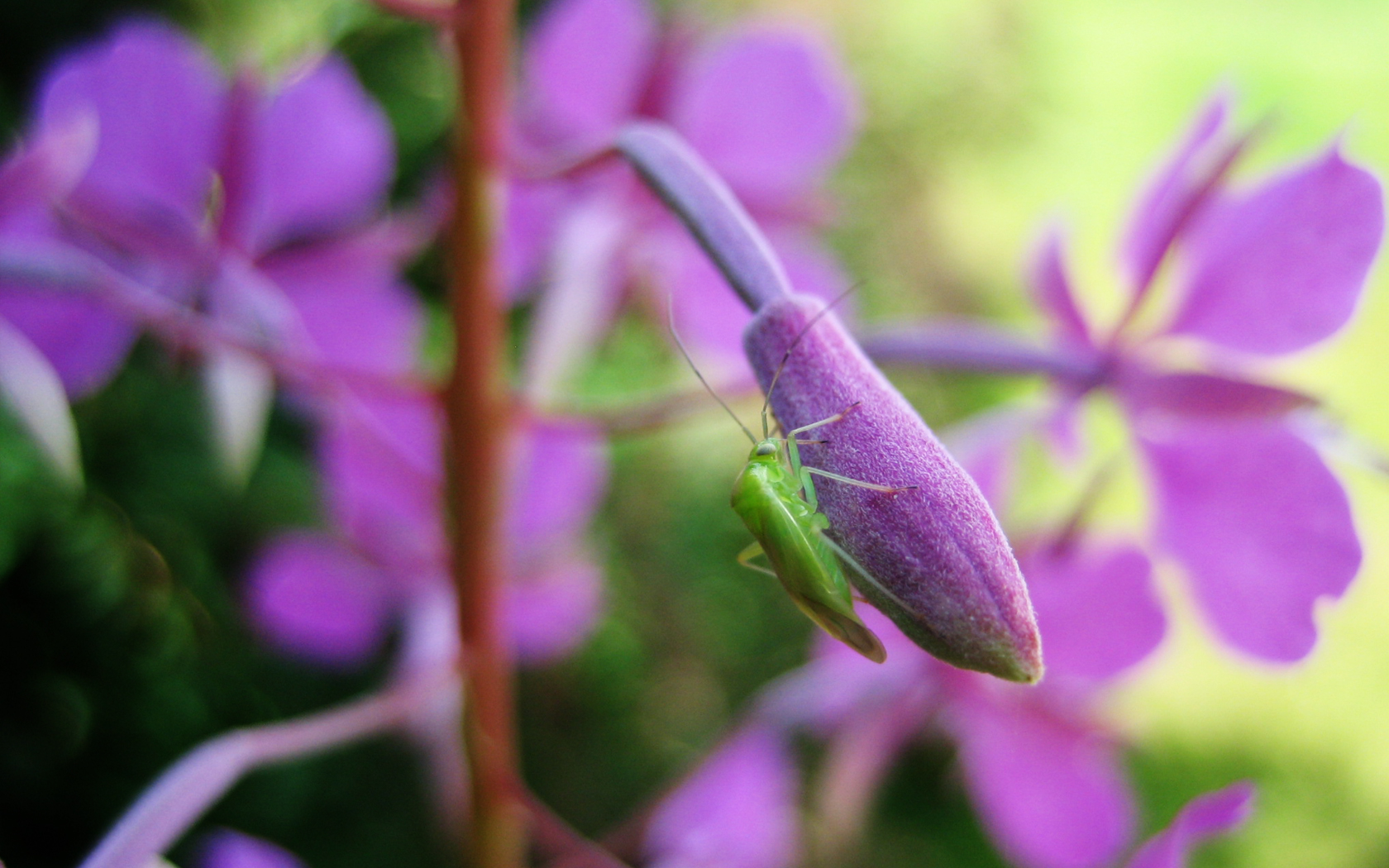 Little Bug different angle