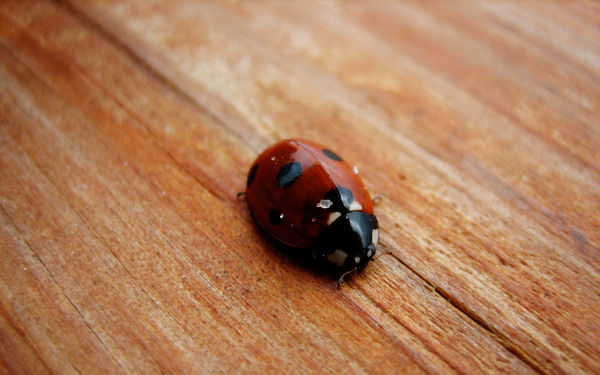 Lady Bug on wood