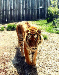 Tiger Indianapolis zoo