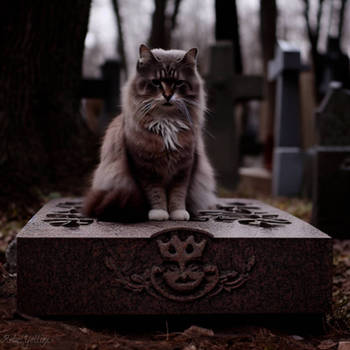 Sad cat on grave