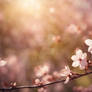 Cherry tree  blossom wallpaper nature