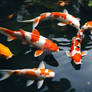 koi pond wallpaper HD