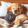 Cat and dog in pet bed digital