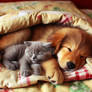 Cat and dog in pet bed digital