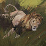Lion Sketch