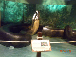 titanoboa 1