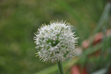 Onion Blossom