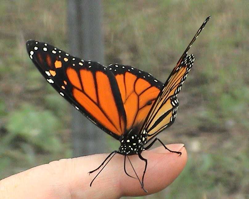 beautiful Monarch butterfly by butterfly-babe13 on DeviantArt