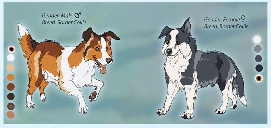 Collies by the Border