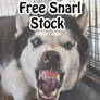 Free Snarl Stock