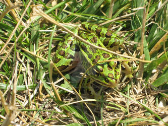 Leopard Frog