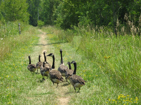 Canada Geese