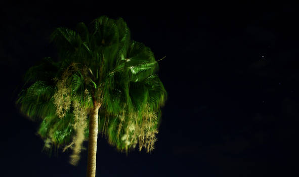 Nightshot of a Palm