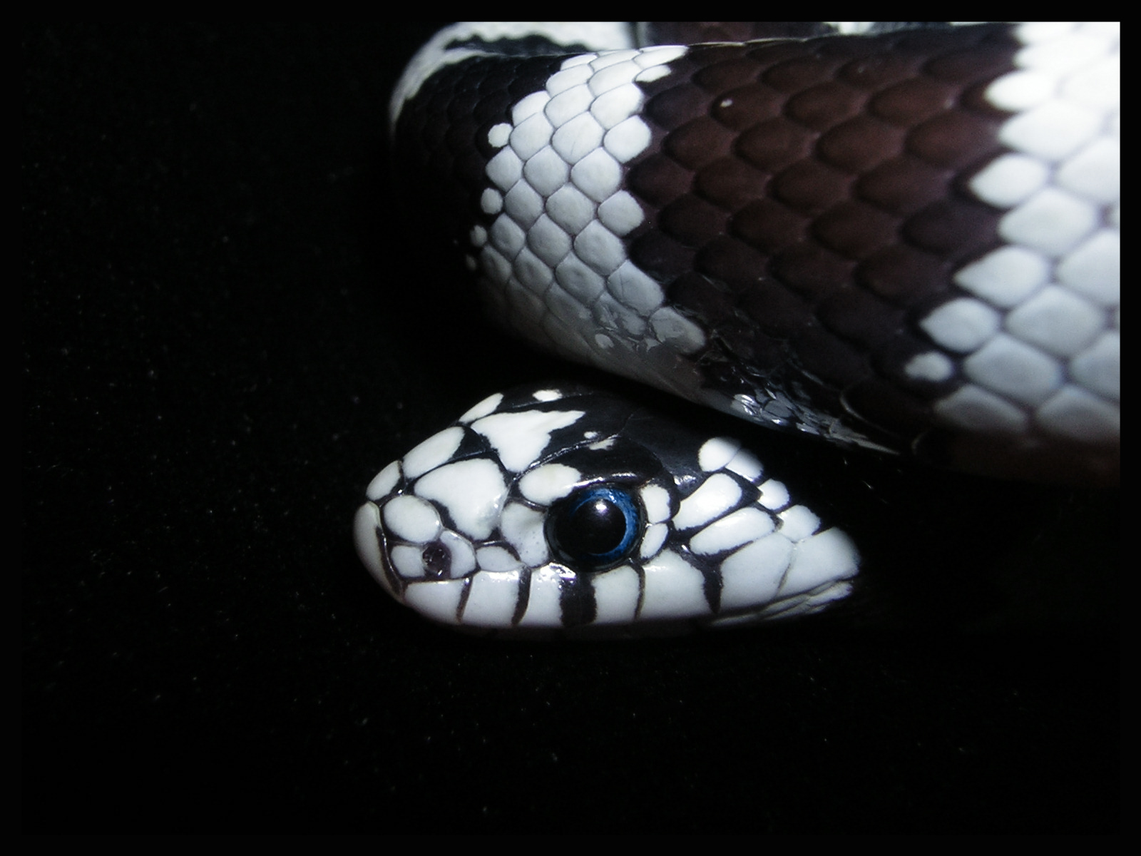 King Snake