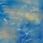 beautiful whispers IV by JoannaRzeznikowska