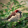 morning sparrow