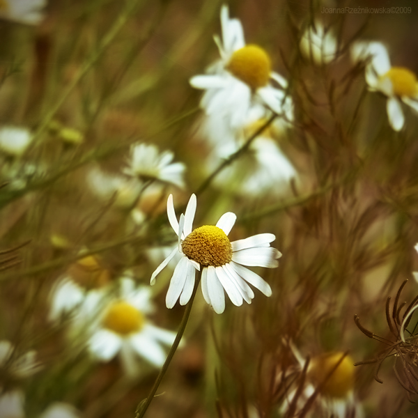 flower nature