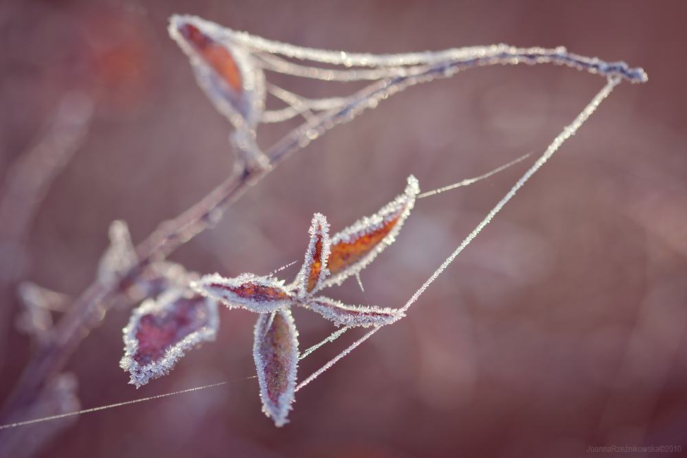 Autumn Frost II