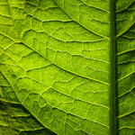 somewhere in the garden XIV by JoannaRzeznikowska