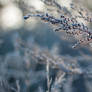 ..:: First Frost XV ::..