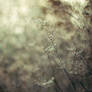 ..:: First Frost XXI ::..