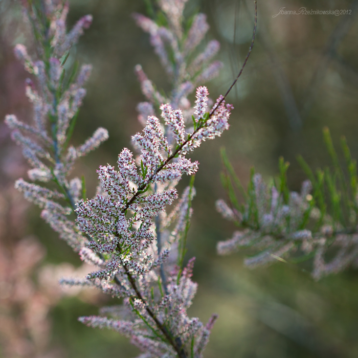 Beautiful Nature - Flowers XVIII