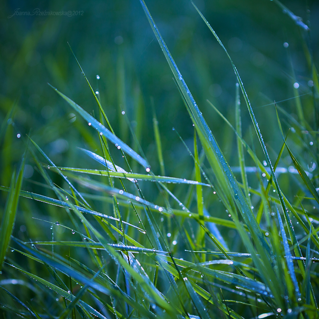 after summer rain VI