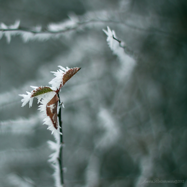 frosty days