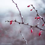 frosty days XVIII by JoannaRzeznikowska