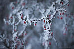 frosty days XXIV by JoannaRzeznikowska