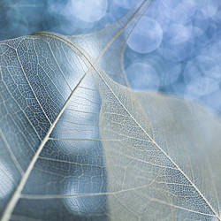 Fragile...V