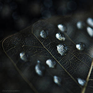 Fragile...VI by JoannaRzeznikowska Fragile...VI by JoannaRzeznikowska