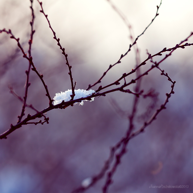 Touch Of Winter IX