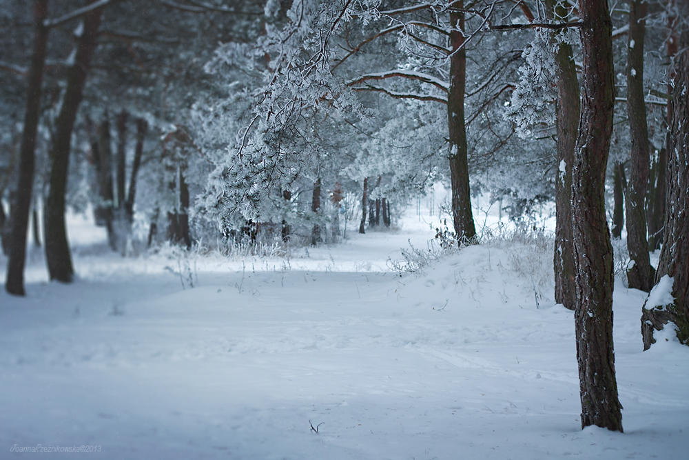 Snow In My Dreams VII by JoannaRzeznikowska