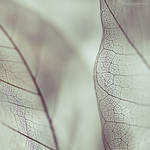 Little Secrets VI by JoannaRzeznikowska