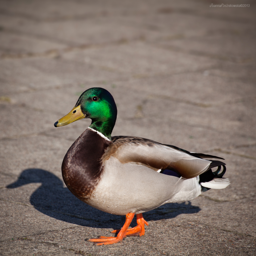 Spring Duck IV