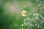 Messenger Of Summer III by JoannaRzeznikowska