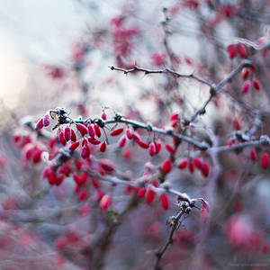 Winter Kiss IV by JoannaRzeznikowska