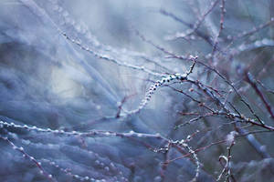 Winter Kiss V by JoannaRzeznikowska Winter Kiss V by JoannaRzeznikowska