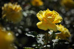 yellow queen III by JoannaRzeznikowska
