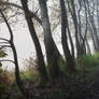 beautiful morning V