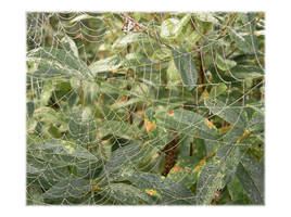 cobweb