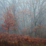 misty autumn morning