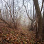 misty autumn morning