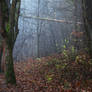 misty autumn morning