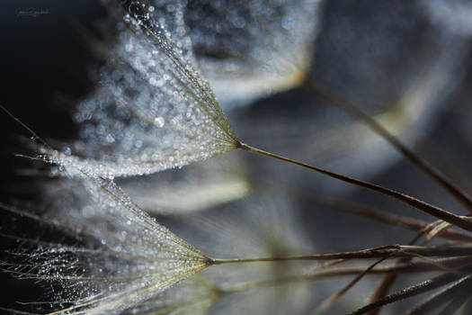 Dandelions