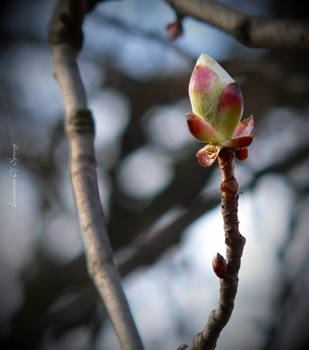 Innocence Of Spring by JoannaRzeznikowska