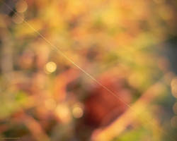 thread_wallpaper