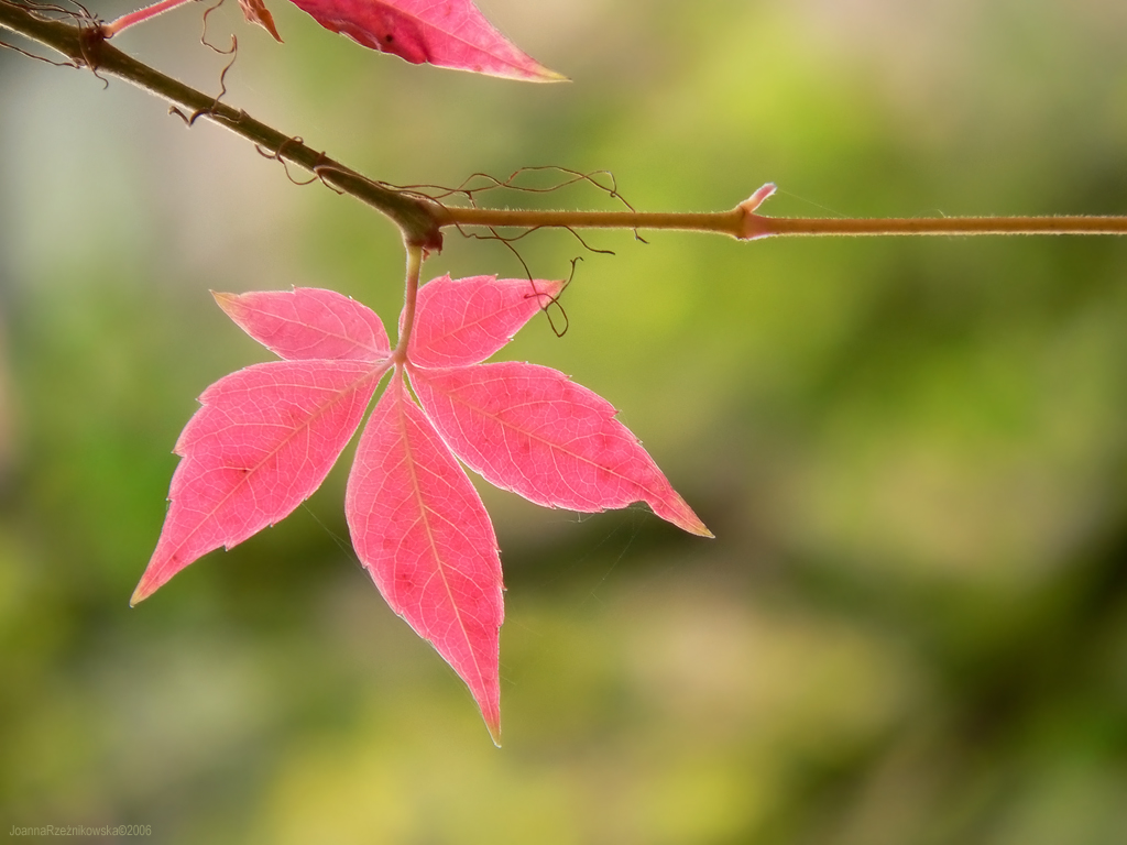 magic autumn