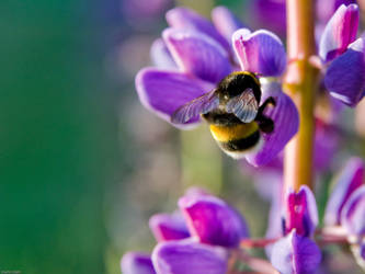 Bumblebee in mauve